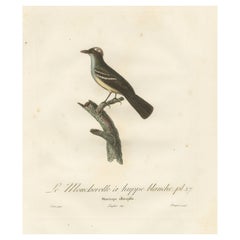 Antique White-Crested Flycatcher - 'Le Moucherolle à huppe blanche' Ornithological Art