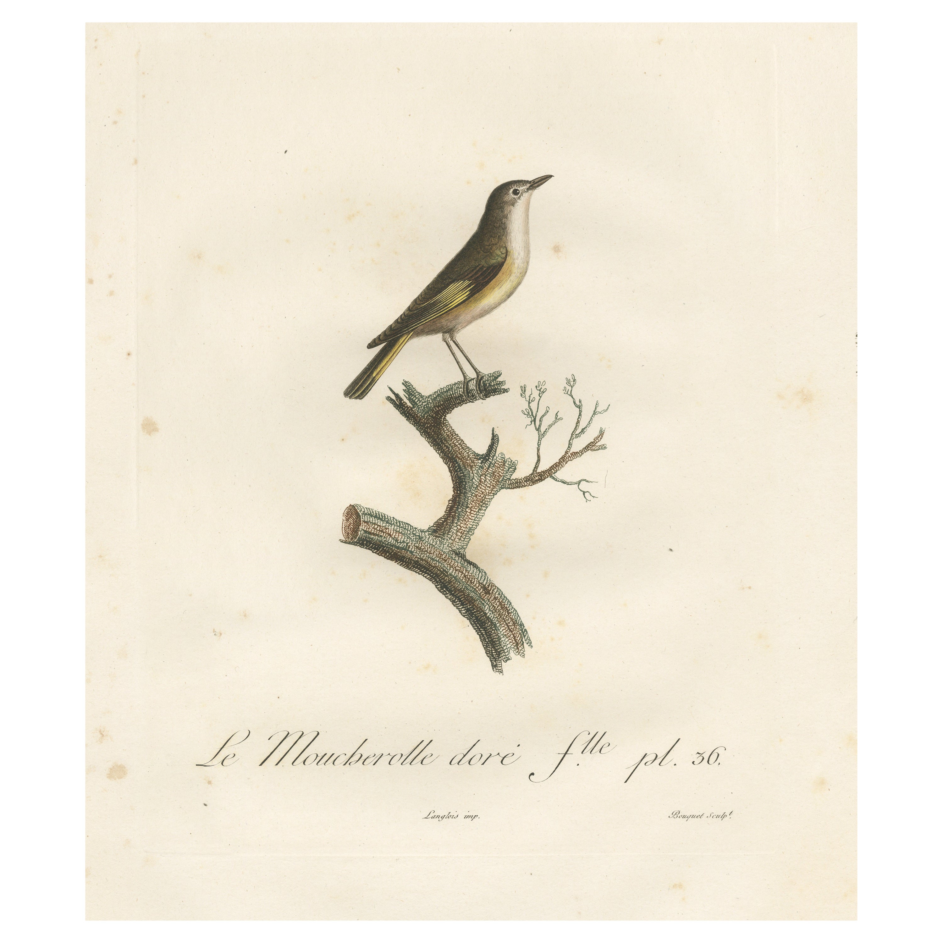 The White Golden Flycatcher - 'Le Moucherolle doré' Antique Ornithological Print For Sale