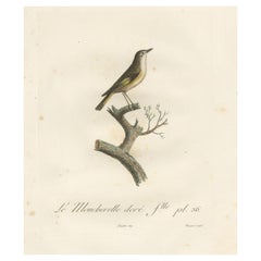 The White Golden Flycatcher - 'Le Moucherolle doré' Antique Ornithological Print