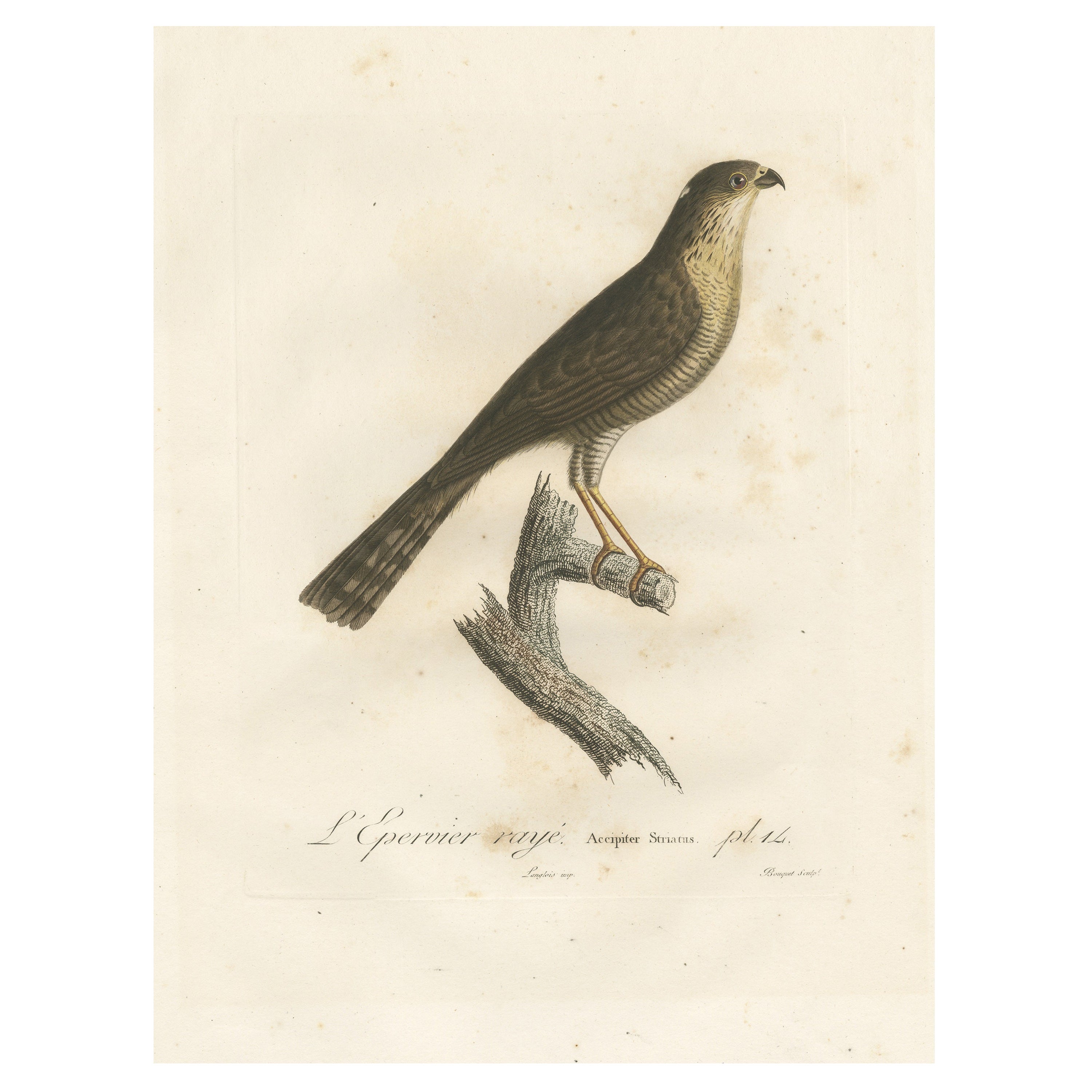 1807 Sharp-Shinned Hawk Illustration - 'L'Epervier rayé' Antique and Handcolored For Sale