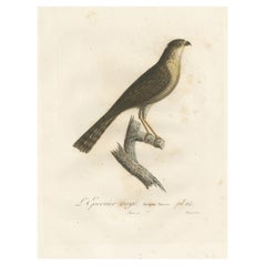 Illustration de l'épervier brun de 1807 - "L'Epervier rayé" Ancienne et coloriée à la main