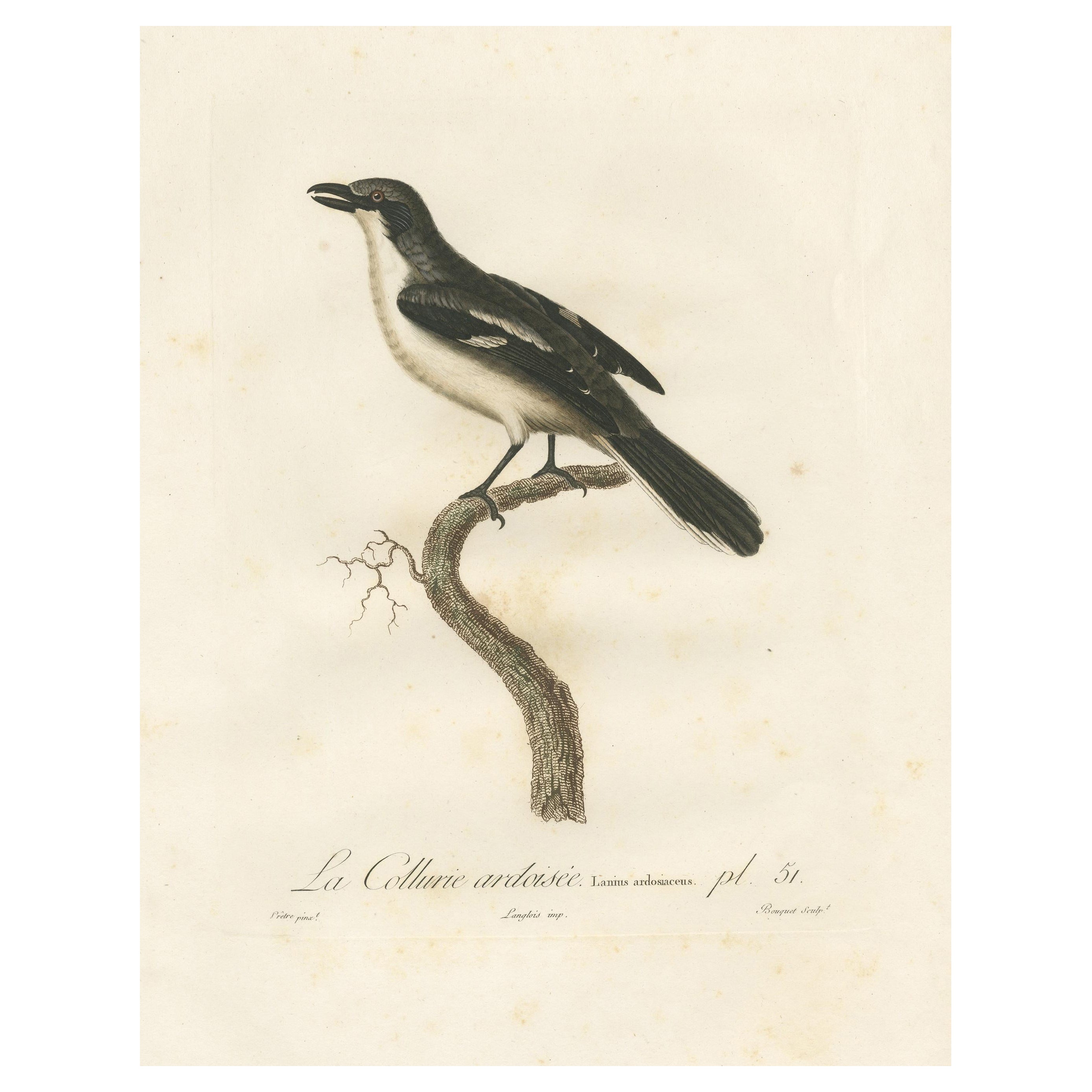 Original Shrike Illustration - 'La Collurie ardoisée' Handcolored Print, 1807