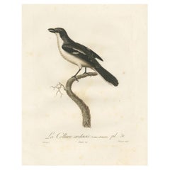 Antique Original Shrike Illustration - 'La Collurie ardoisée' Handcolored Print, 1807