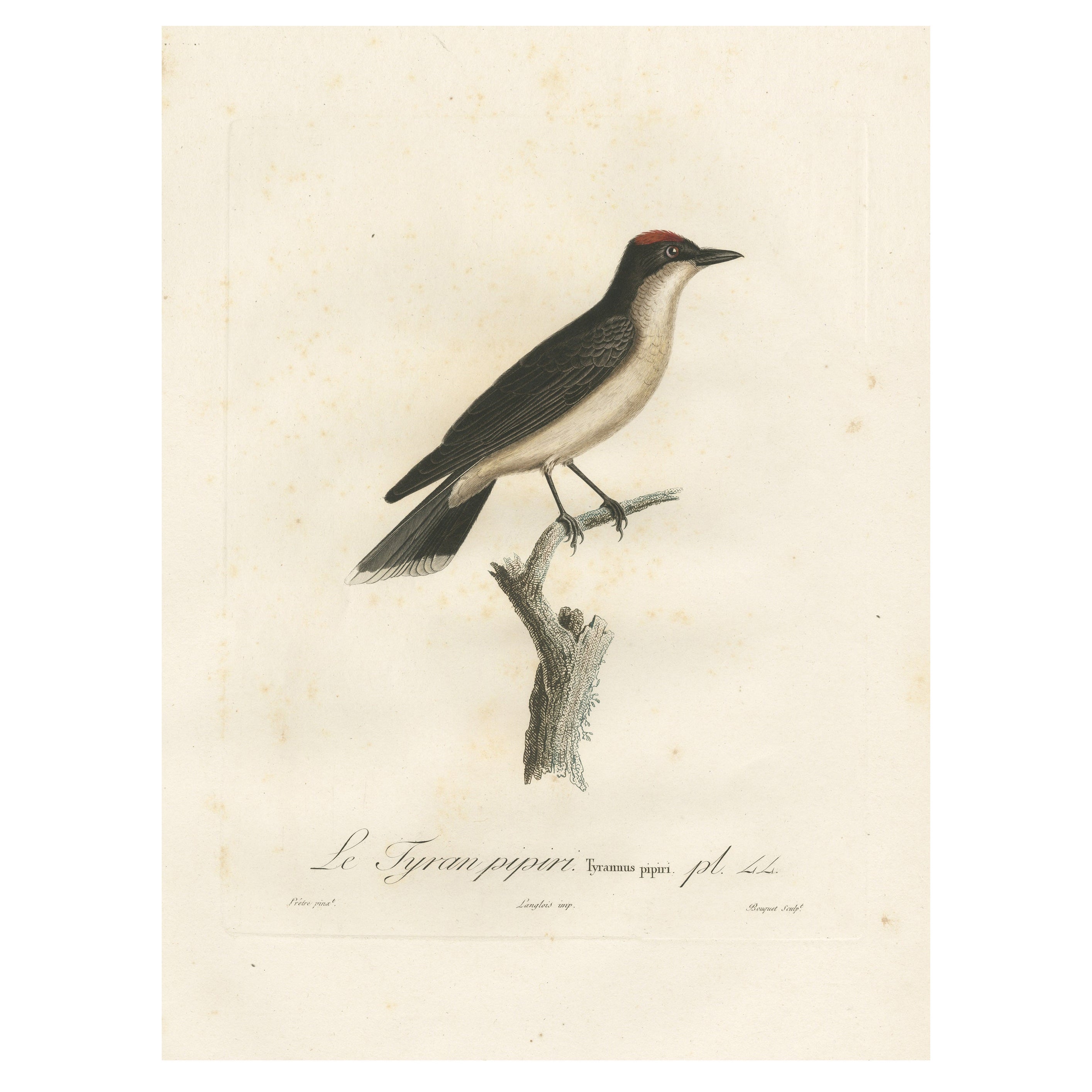 1807 Vermilion Flycatcher Handcolored Print- Antique Ornithological Illustration For Sale
