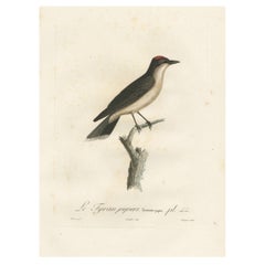 Vermilion Flycatcher 1807 - Impression colorée à la main - Illustration ornithologique ancienne