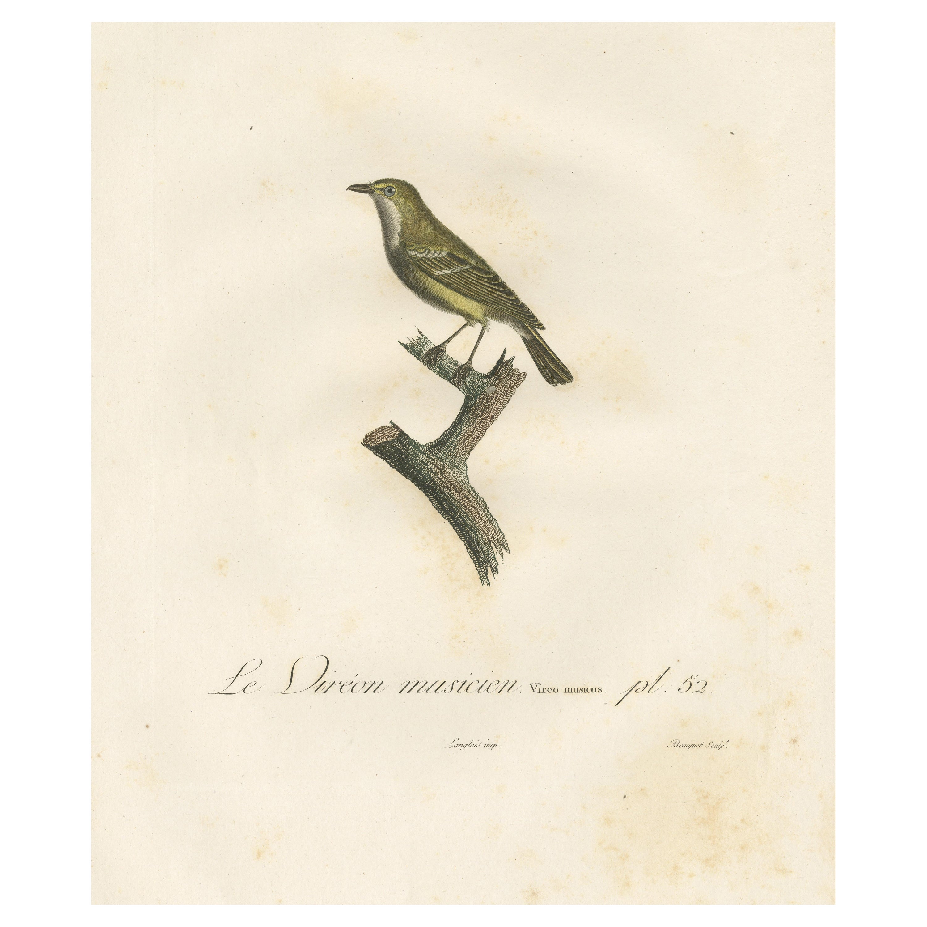 Large Antique Vireo Bird Illustration - 1807 Vieillot Handcolored Print For Sale