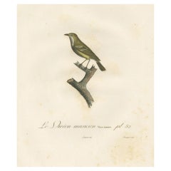 Grande illustration ancienne d'un oiseau Vireo - 1807 - Impression colorée à la main par Vieillot