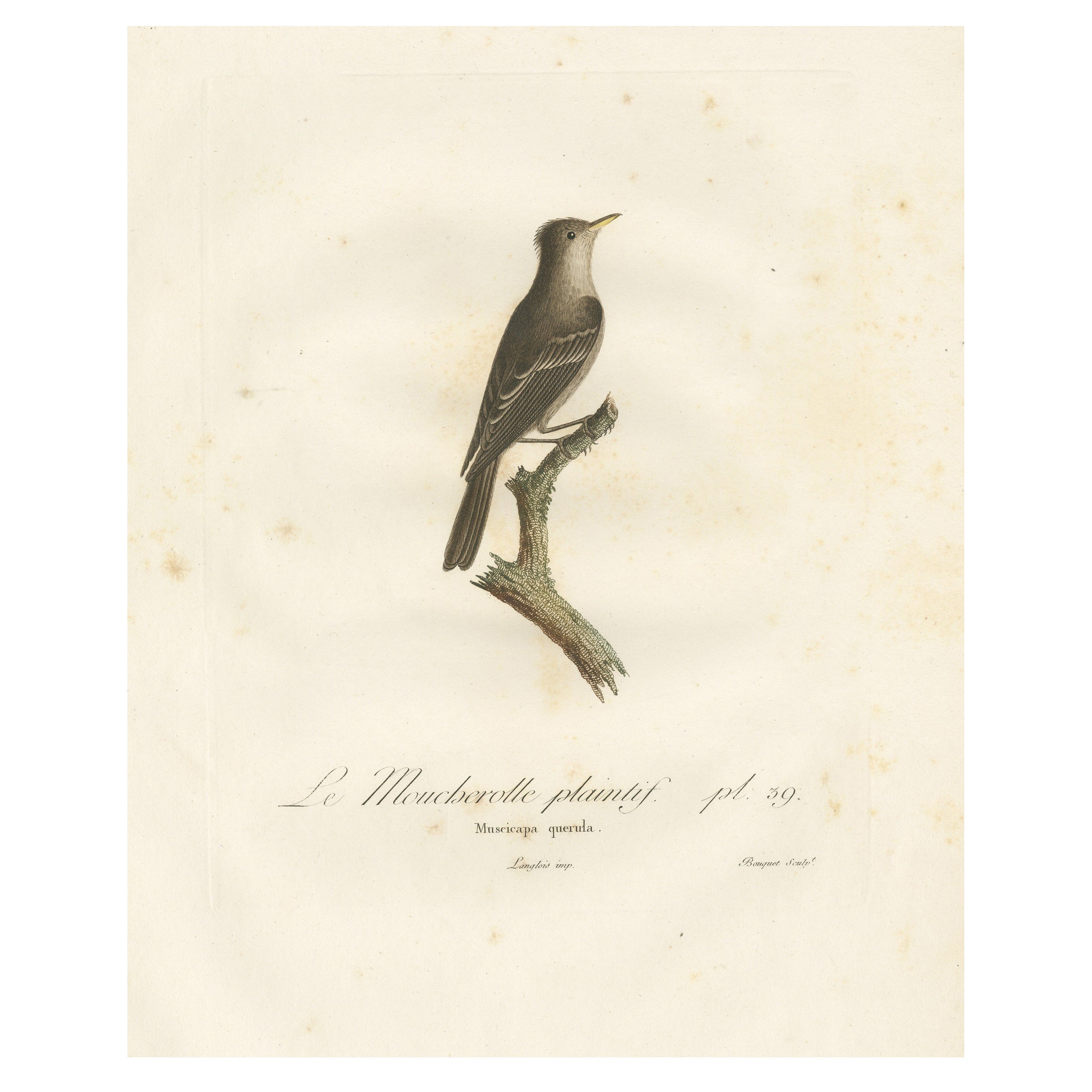 Large Antique Bird Print of an Eastern Wood Pewee For Sale
