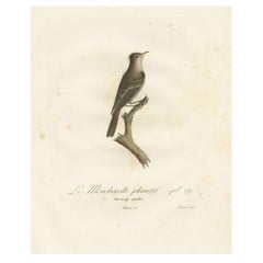 Large Antique Bird Print of an Eastern Wood Pewee 