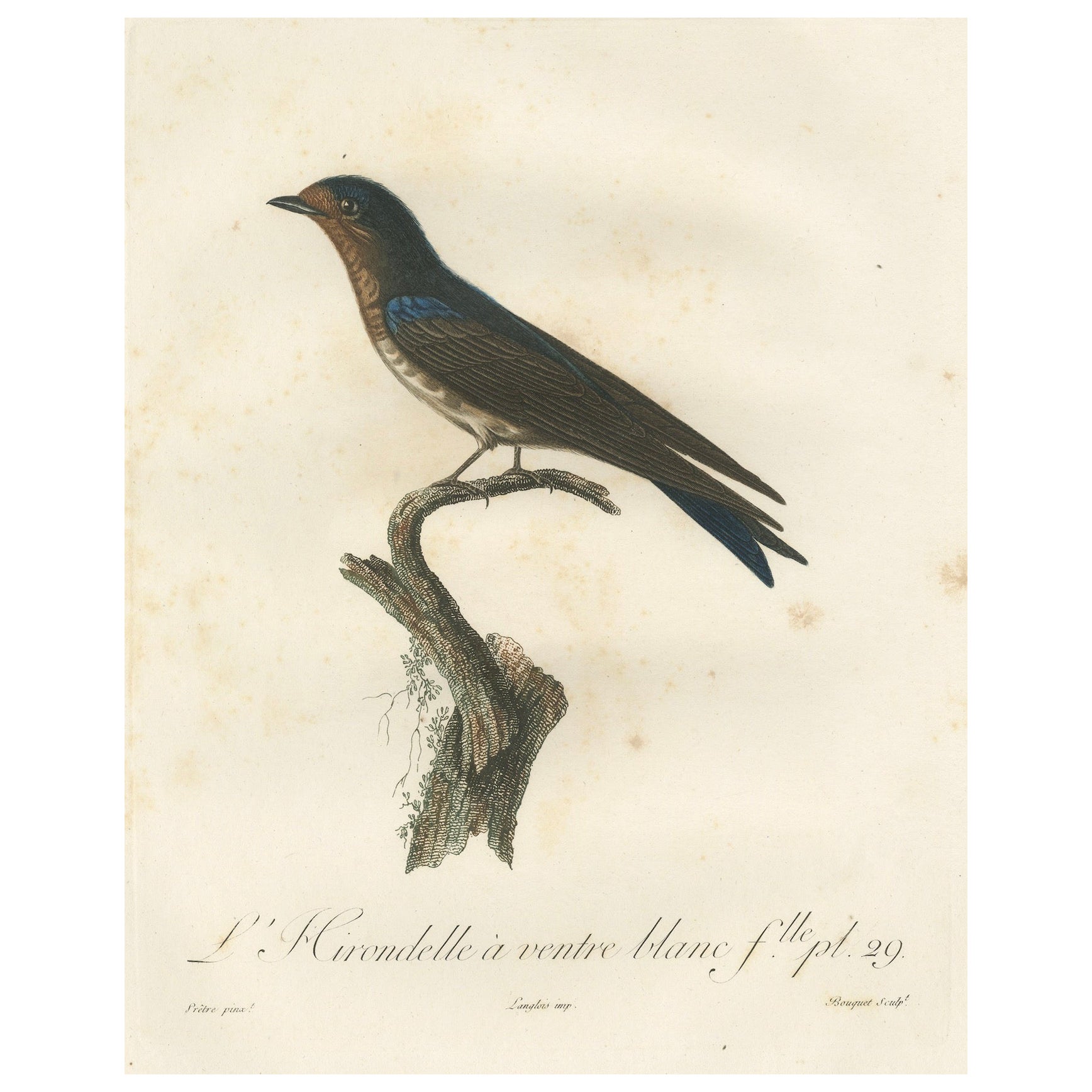 The White-Bellied Caribbean Martin – An 1807 Ornithological Illustration For Sale