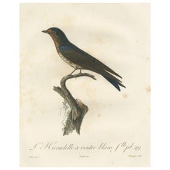 Antique The White-Bellied Caribbean Martin – An 1807 Ornithological Illustration