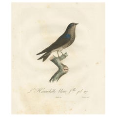 Antique Feathered Sapphire: The Blue Swallow – A Vieillot Hand-Colored Print from 1807