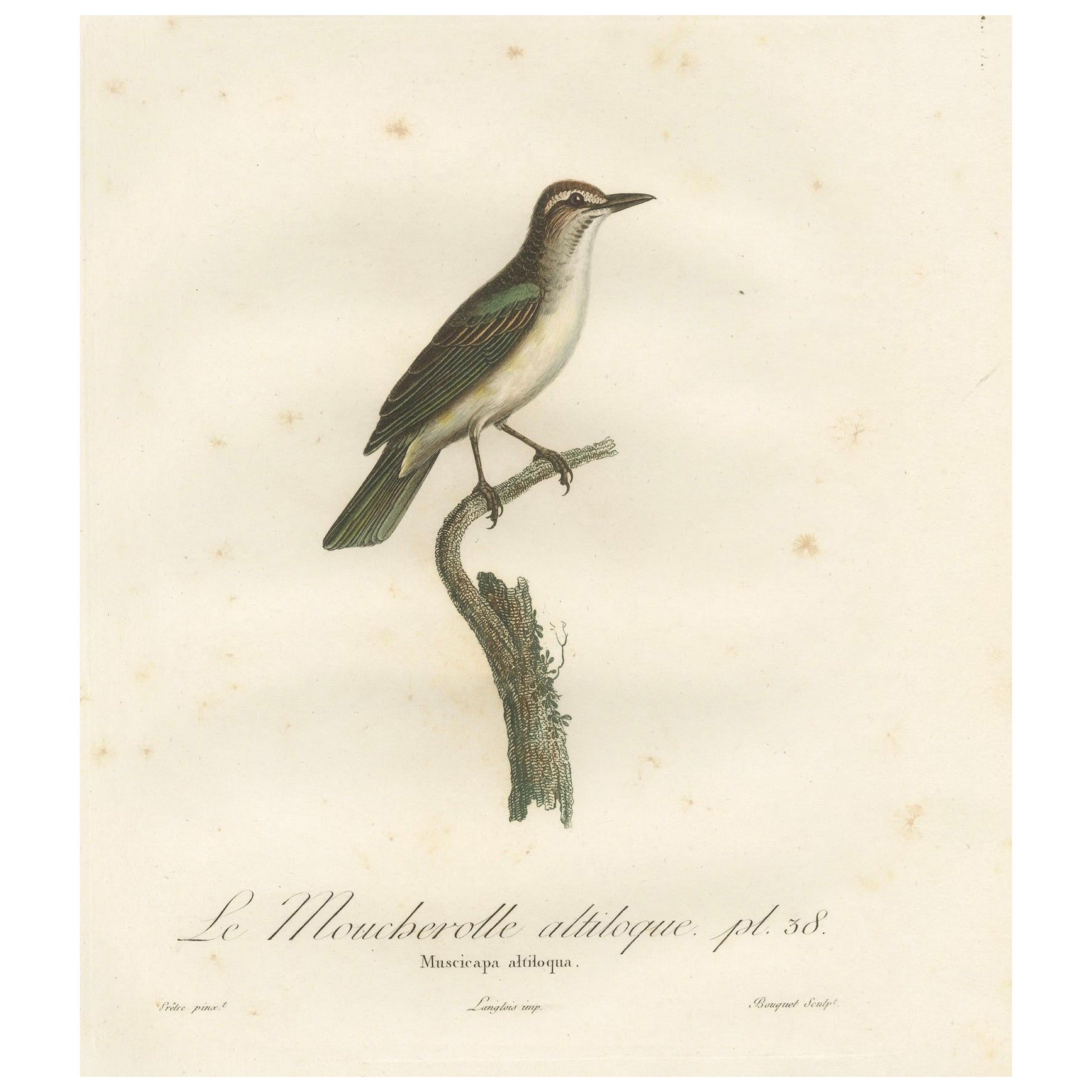 The Black-Whiskered Vireo - Une grande estampe ornithologique de 1807 coloriée à la main 