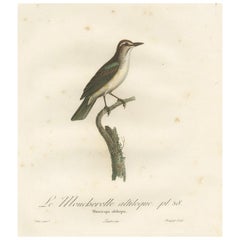 Antique The Black-Whiskered Vireo – An 1807 Large Hand-Colored Ornithological Print 