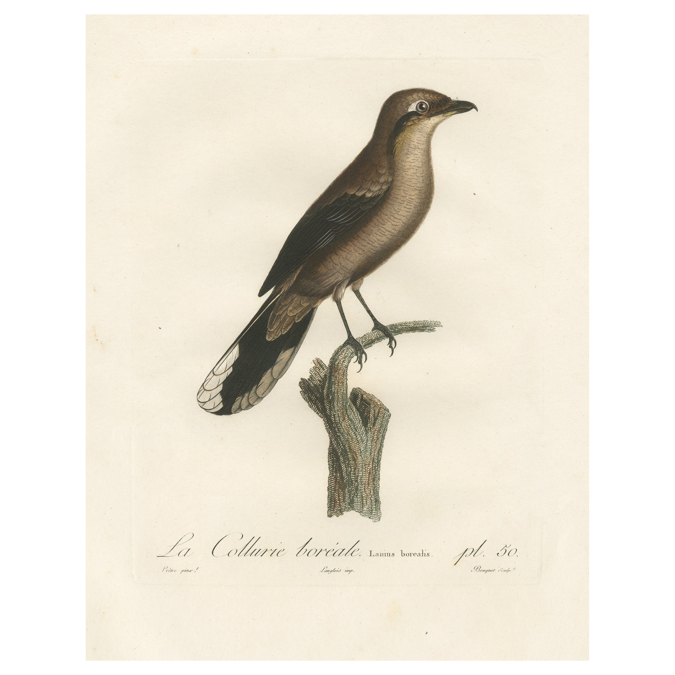 An 1807 Large Hand-Finished Ornithological Study of a Northern Shrike