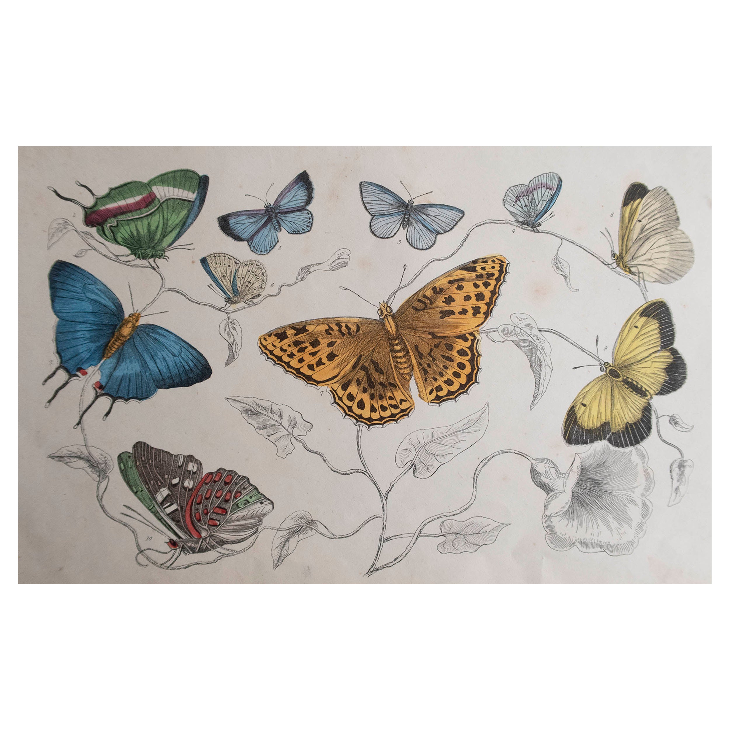 Original Antique Print of Butterflies, 1847, Unframed For Sale