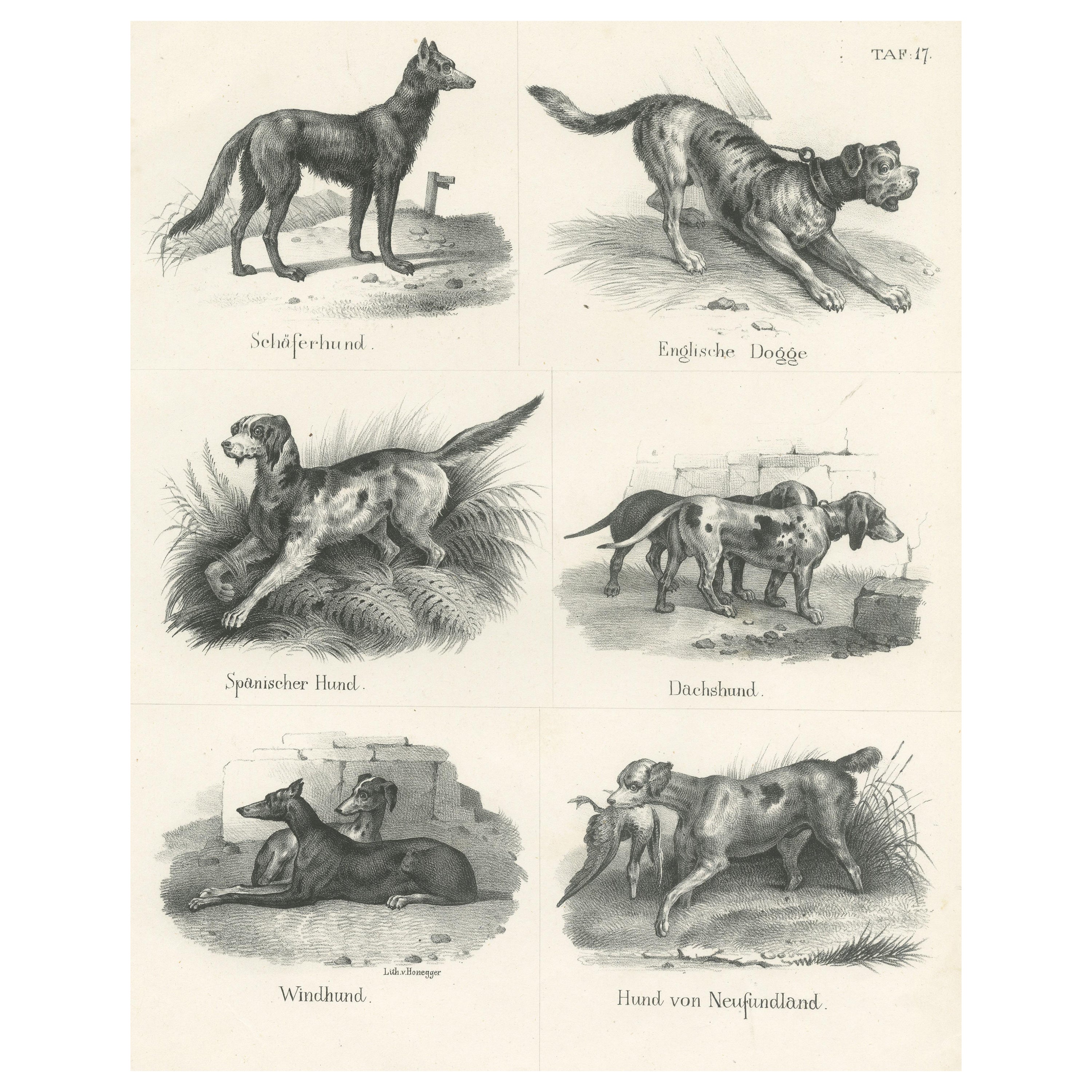 Canine Breeds: A Collection of 19th Century Dog Illustrations, circa 1840 For Sale