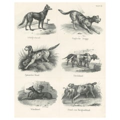 Antique Canine Breeds: A Collection of 19th Century Dog Illustrations, circa 1840