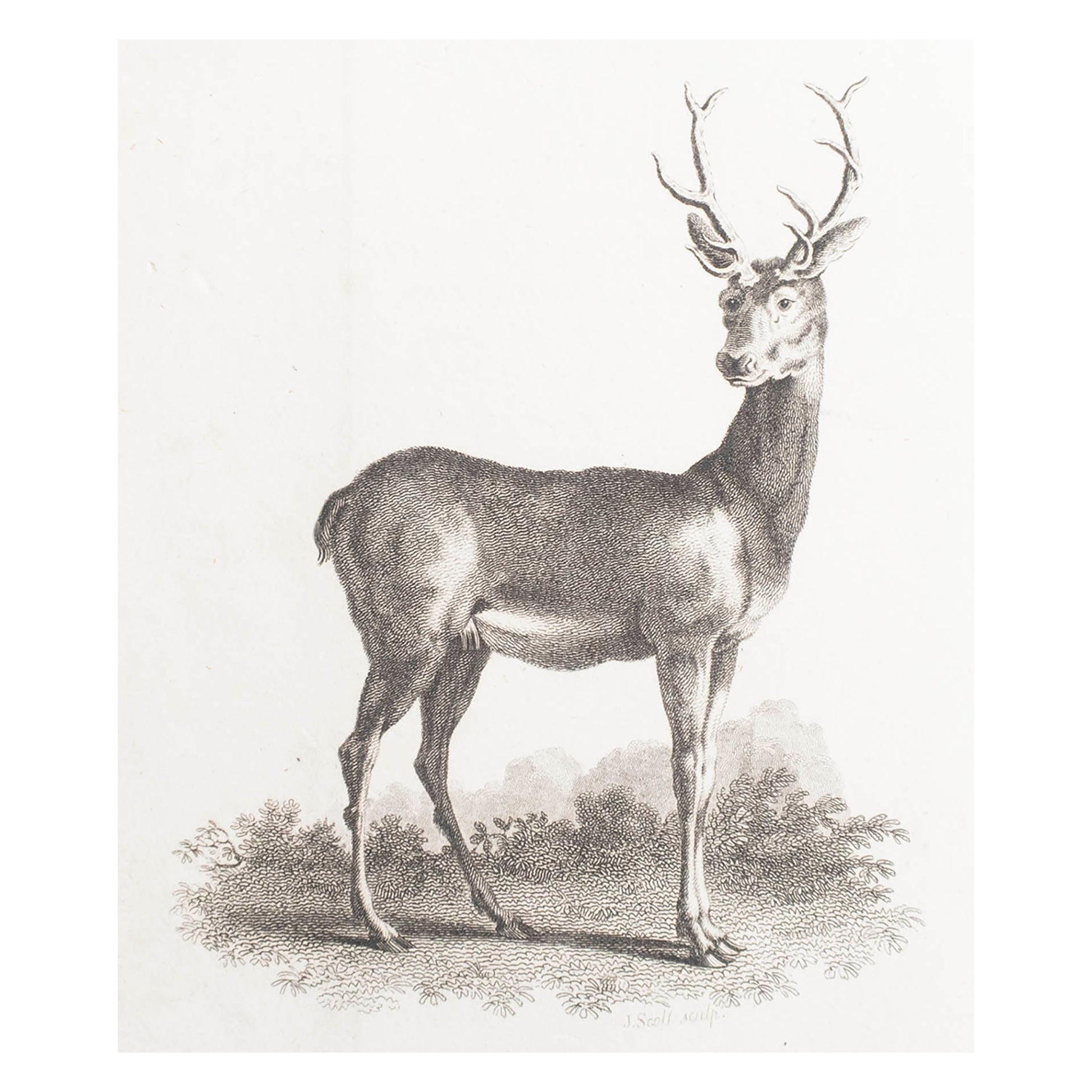 Impression ancienne originale d'un cerf, vers 1801