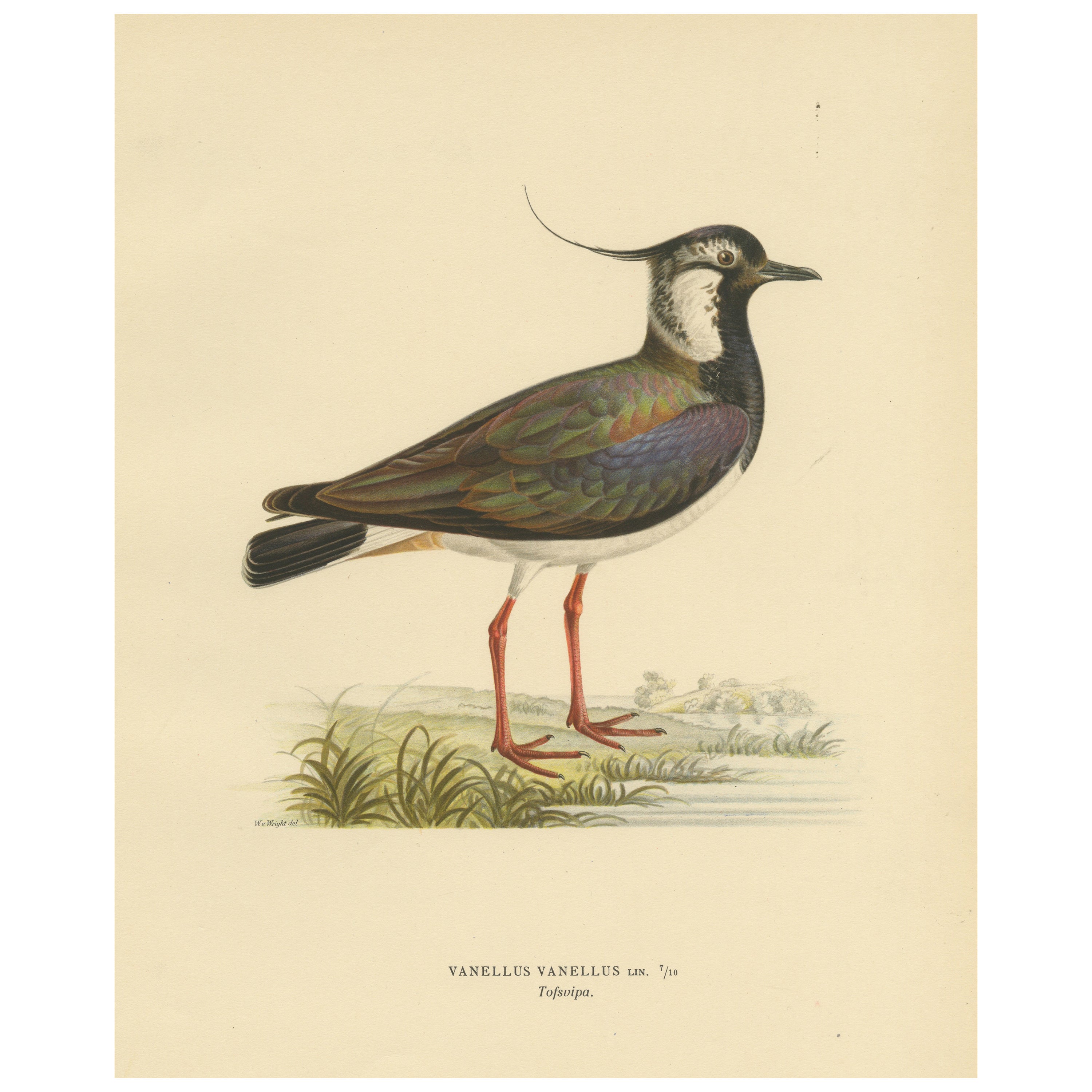 Iridescent Majesty: Vintage Print of The Northern Lapwing by Von Wright, 1929 For Sale