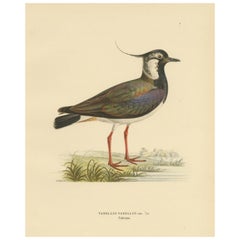 Iridescent Majesty: Vintage Print of The Northern Lapwing by Von Wright, 1929