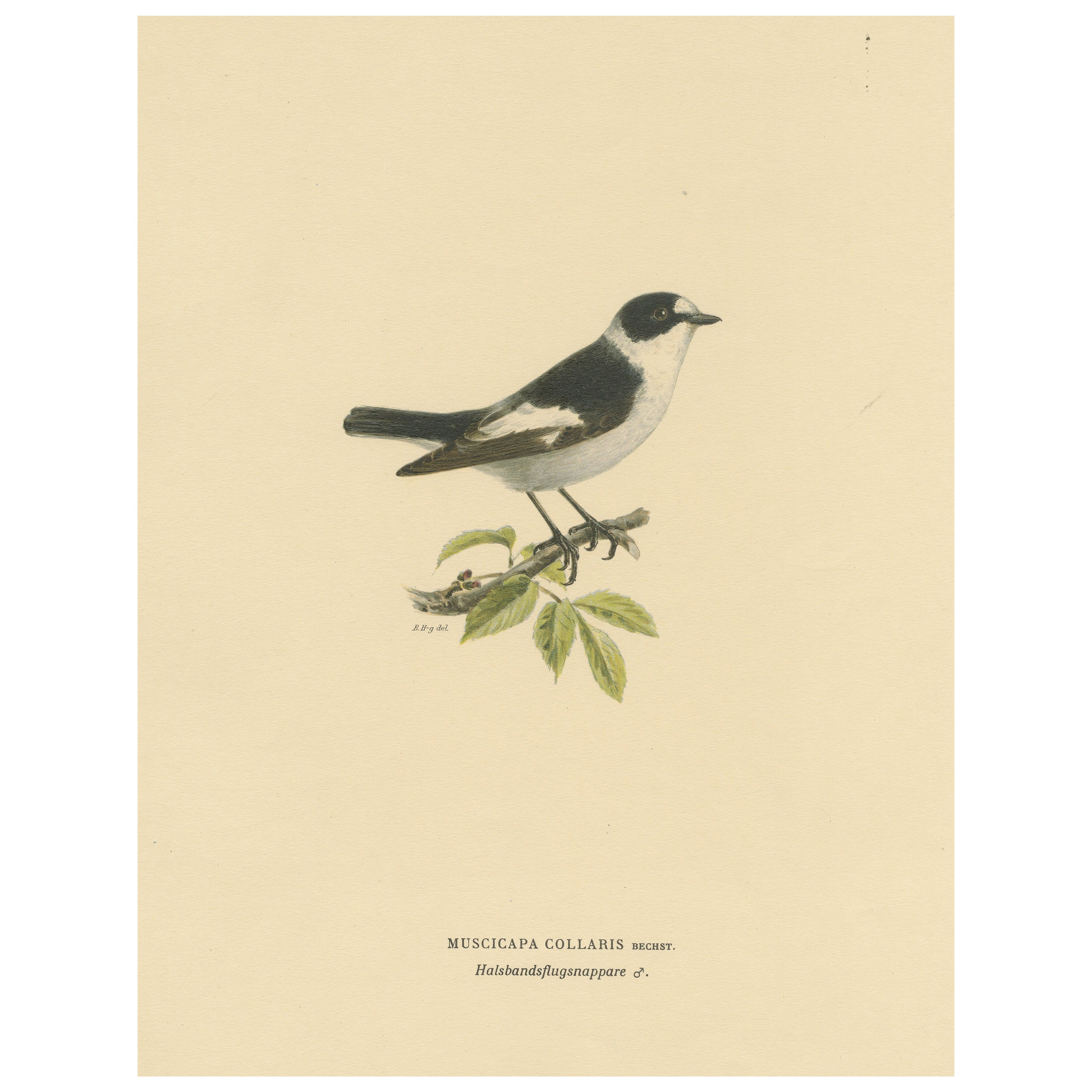 Monochrome Elegance: Bird Print of The Collared Flycatcher by Von Wright, 1927 For Sale