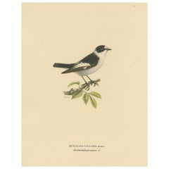 Vintage Monochrome Elegance: Bird Print of The Collared Flycatcher by Von Wright, 1927