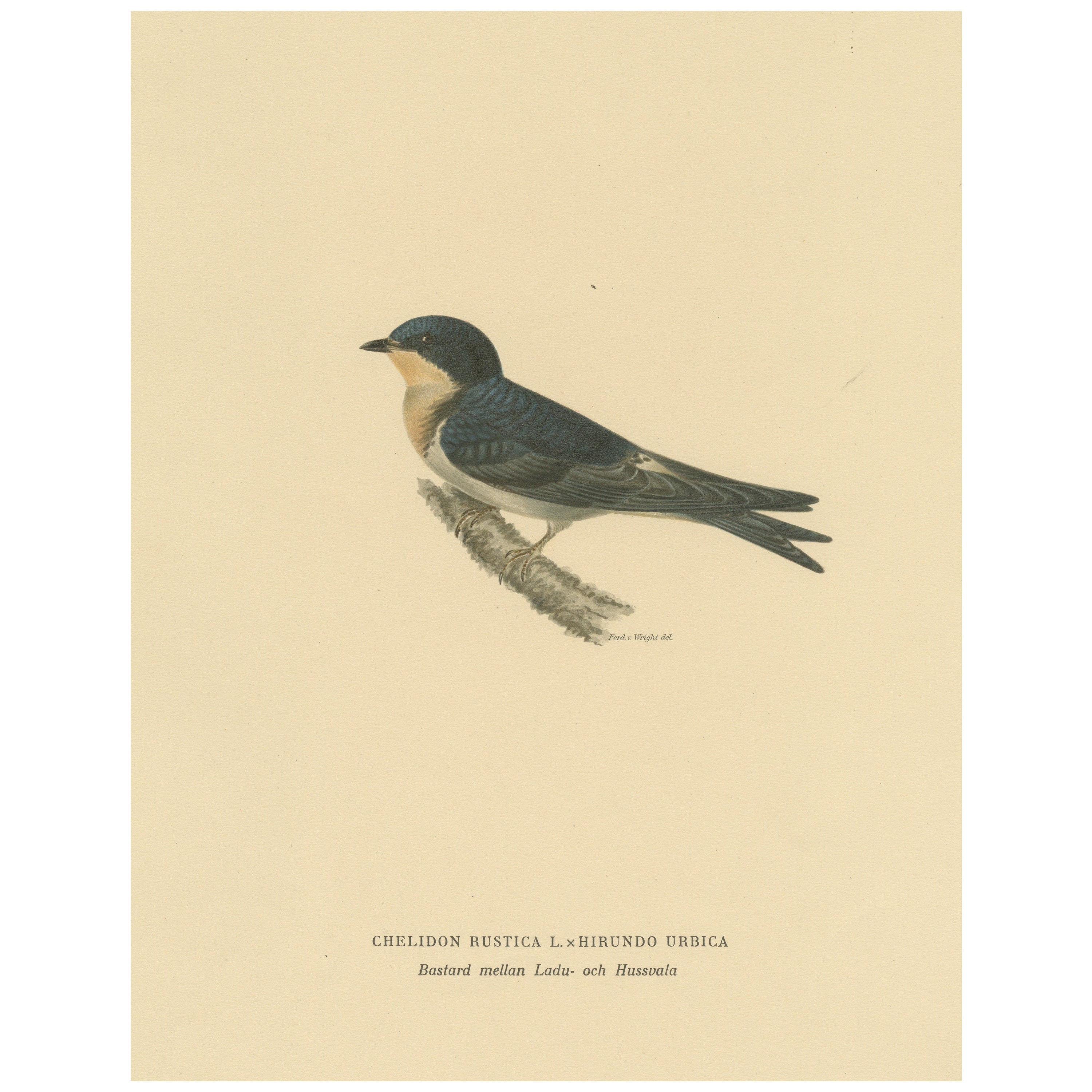 Aerial Grace: The Barn Swallow Bird Print by Magnus von Wright, 1927 For Sale