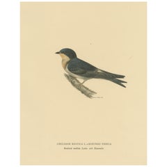 Vintage Aerial Grace: The Barn Swallow Bird Print by Magnus von Wright, 1927