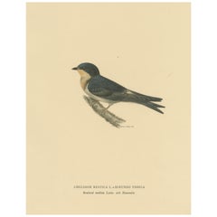 Grazia aerea: L'uccello rondine di Magnus von Wright, 1927