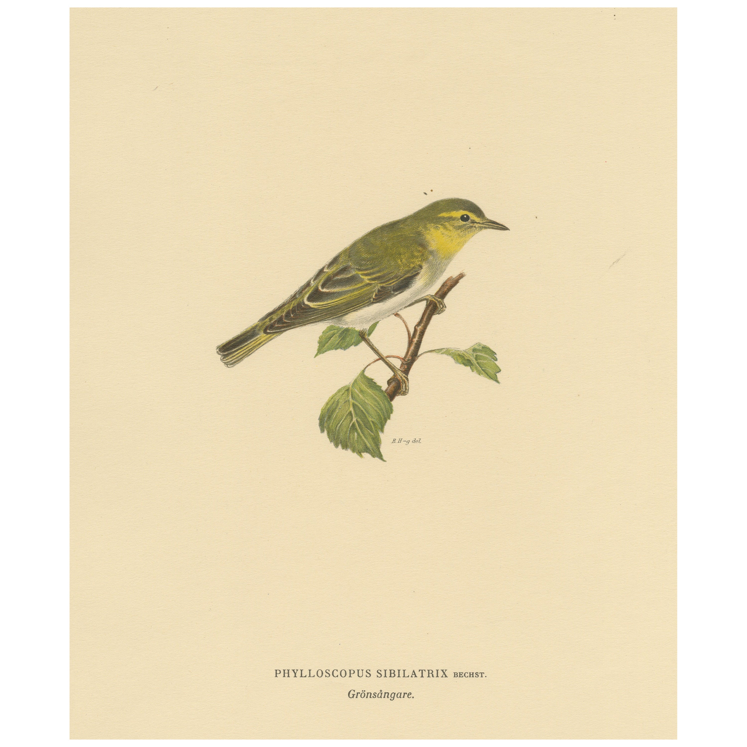 Melody in Green: Vintage Bird Print of The Wood Warbler by M. von Wright, 1927 For Sale