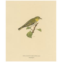 Melody in Green: Vintage-Vogeldruck des Holzkriegers „The Wood Warbler“ von M. von Wright, 1927