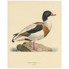 Vintage Harbor of Elegance: Bird Print of The Common Shelduck by Magnus von Wright, 1929