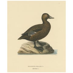 Centinela silencioso: Grabado original de época de la hembra de eider de Steller, 1929