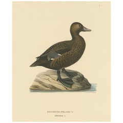 Quiet Sentinel: Original Vintage Bird Print of The Female Steller's Eider, 1929