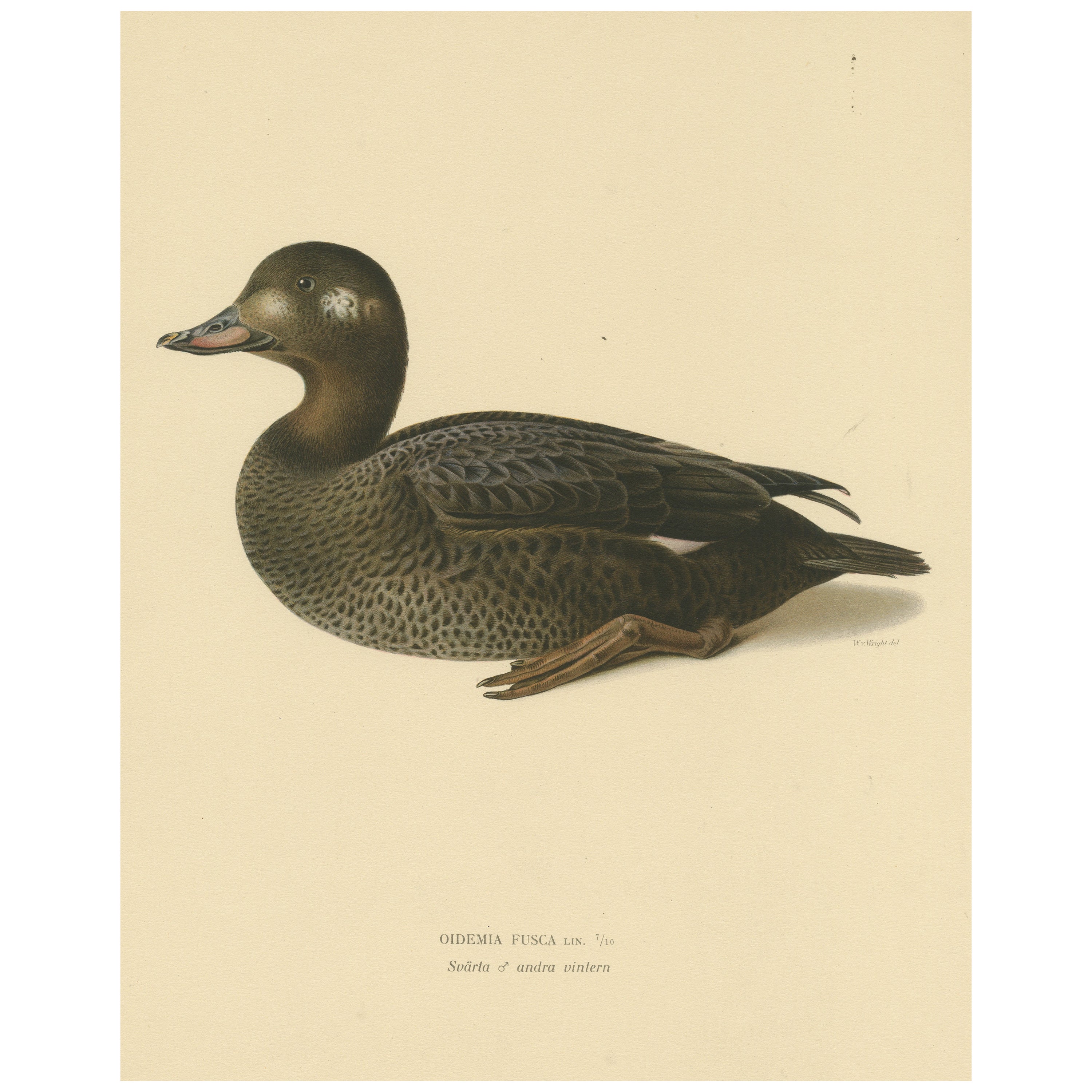 Tranquil Reflections: Bird Print of The Young Velvet Scoter by Magnus von Wright