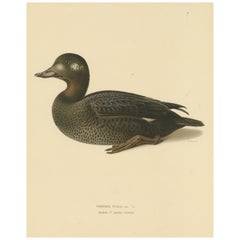 Vintage Tranquil Reflections: Bird Print of The Young Velvet Scoter by Magnus von Wright