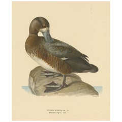 Original Old Bird Print of a Male Greater Scaup