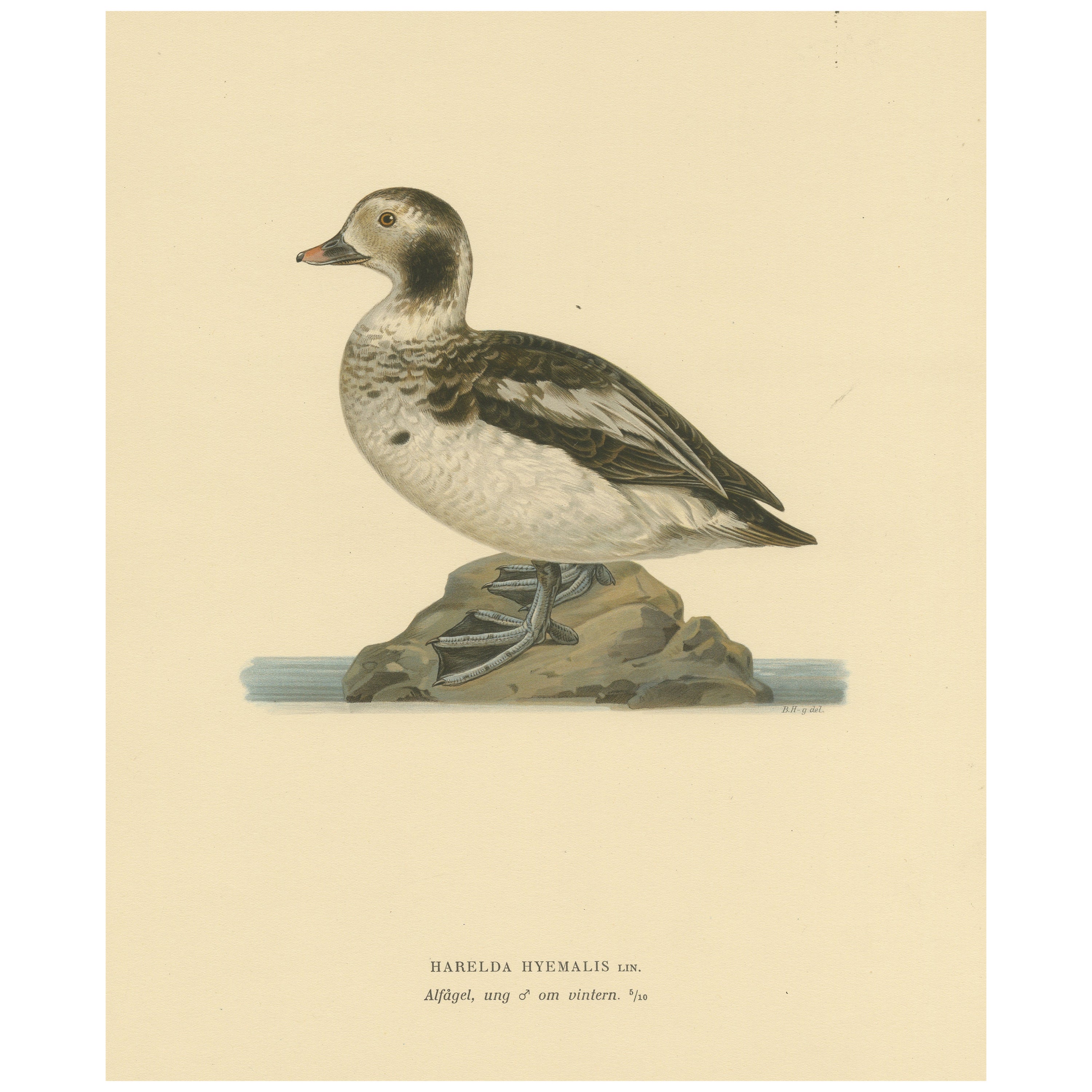 Winter's Youth: A Bird Print of The Young Long-tailed Duck by Magnus von Wright For Sale