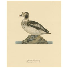 Winter's Youth: A Bird Print of The Young Long-tailed Duck von Magnus von Wright