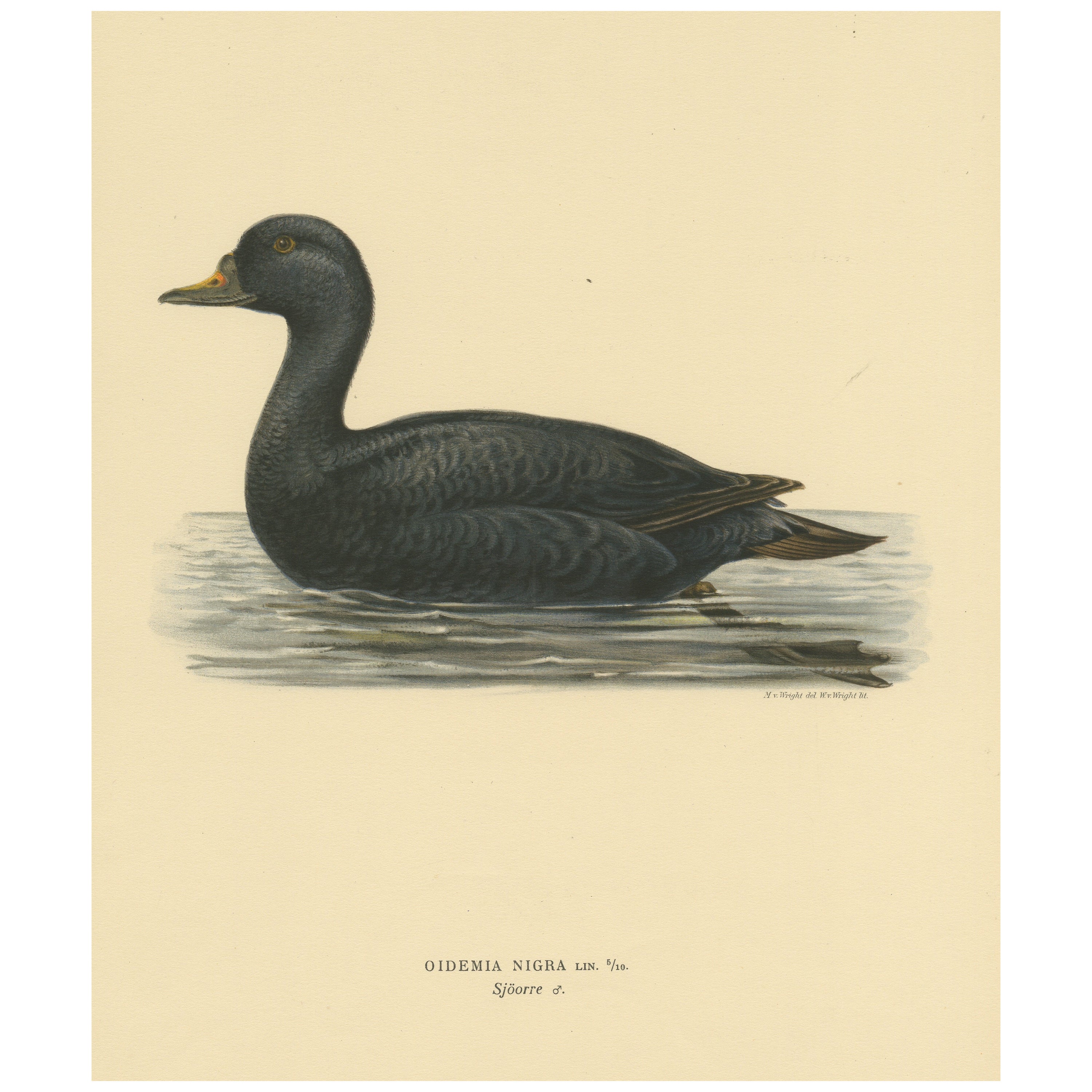 Serenity on the Waves: The Black Scoter Bird Print by Magnus von Wright, 1929 For Sale