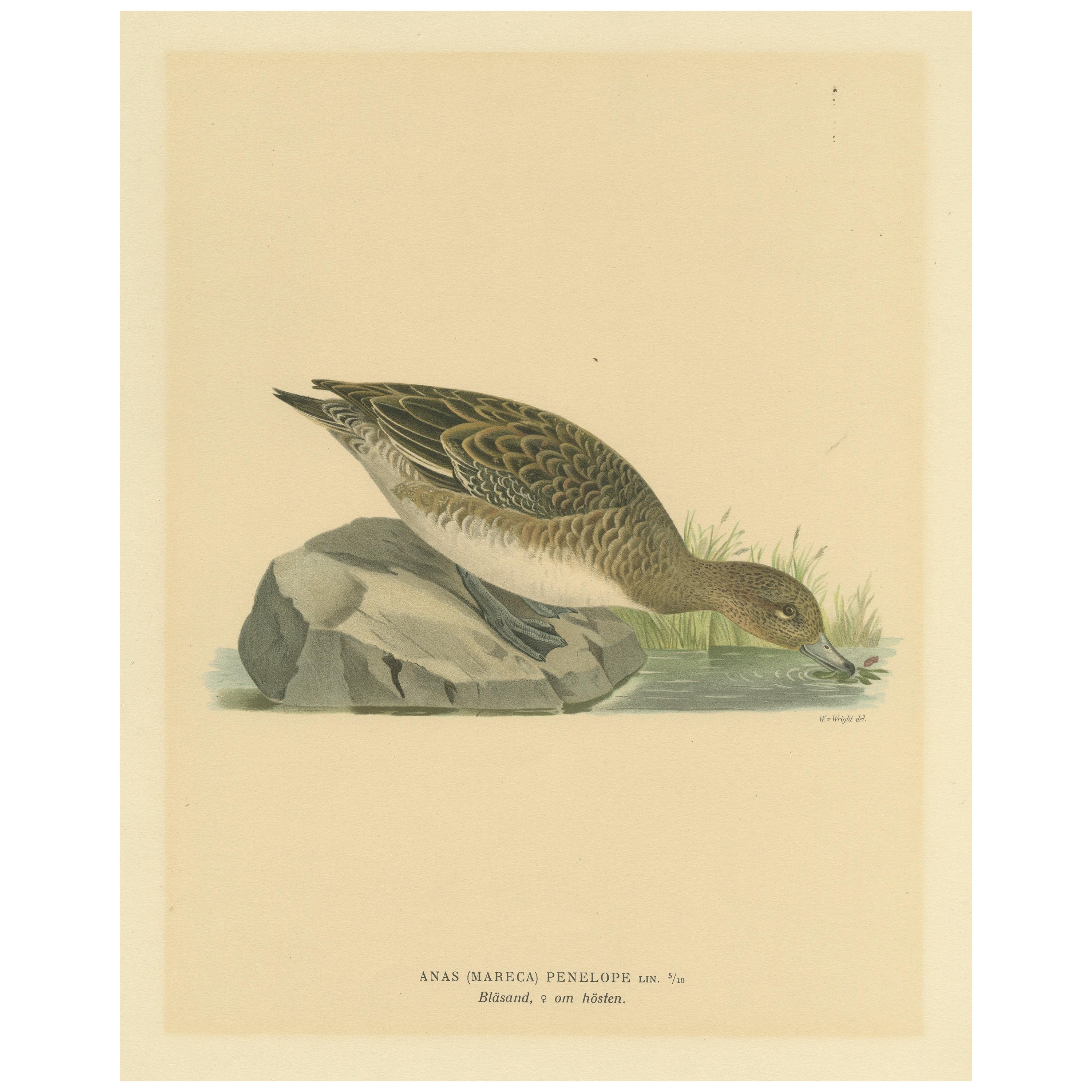 Autumn Repose: Old Bird Print of The Eurasian Wigeon by Magnus von Wright, 1929 For Sale