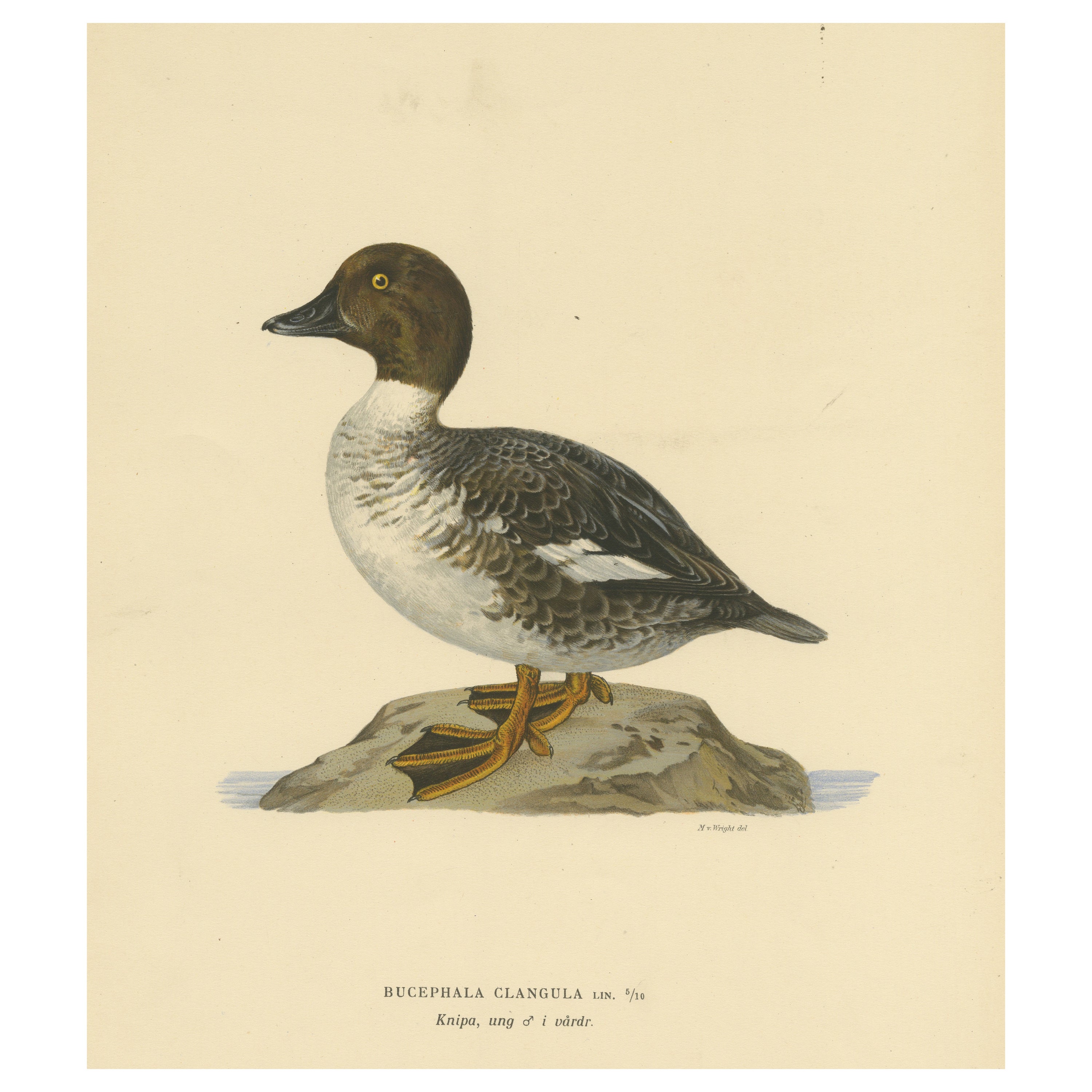 Serene Observer: Vintage Bird Print of The Common Goldeneye by Magnus von Wright For Sale