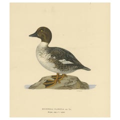 Serene Observer: Vintage Bird Print of The Common Goldeneye by Magnus von Wright