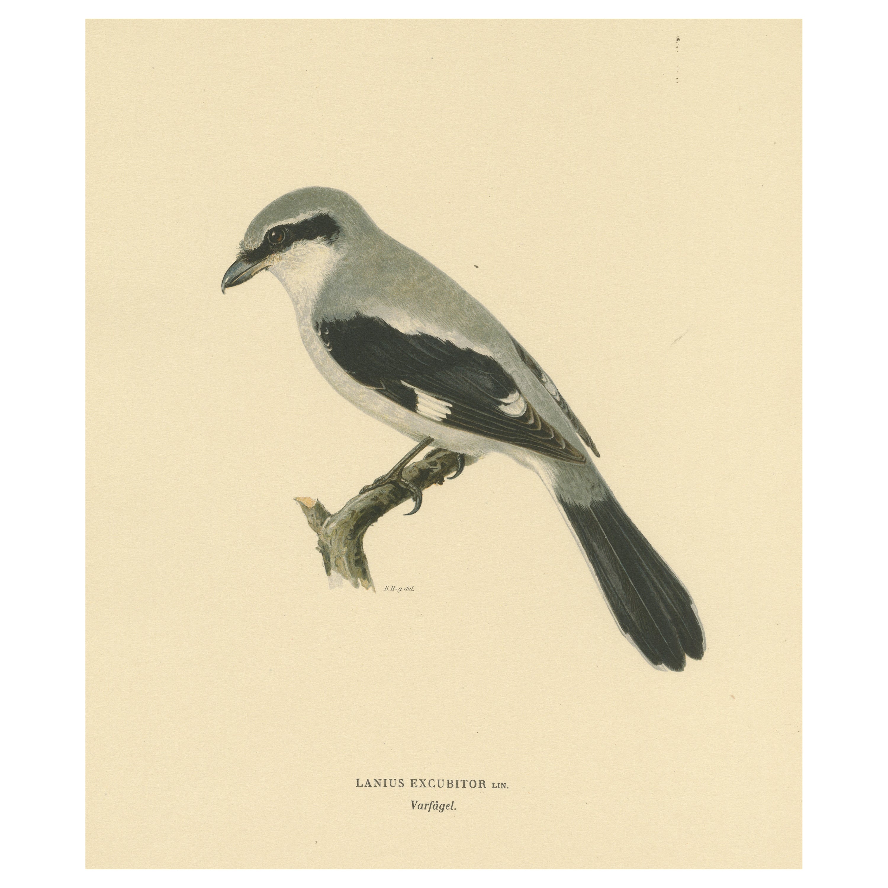 Silent Sentinel: Vintage Bird Print of The Great Grey Shrike by Von Wright, 1927 For Sale