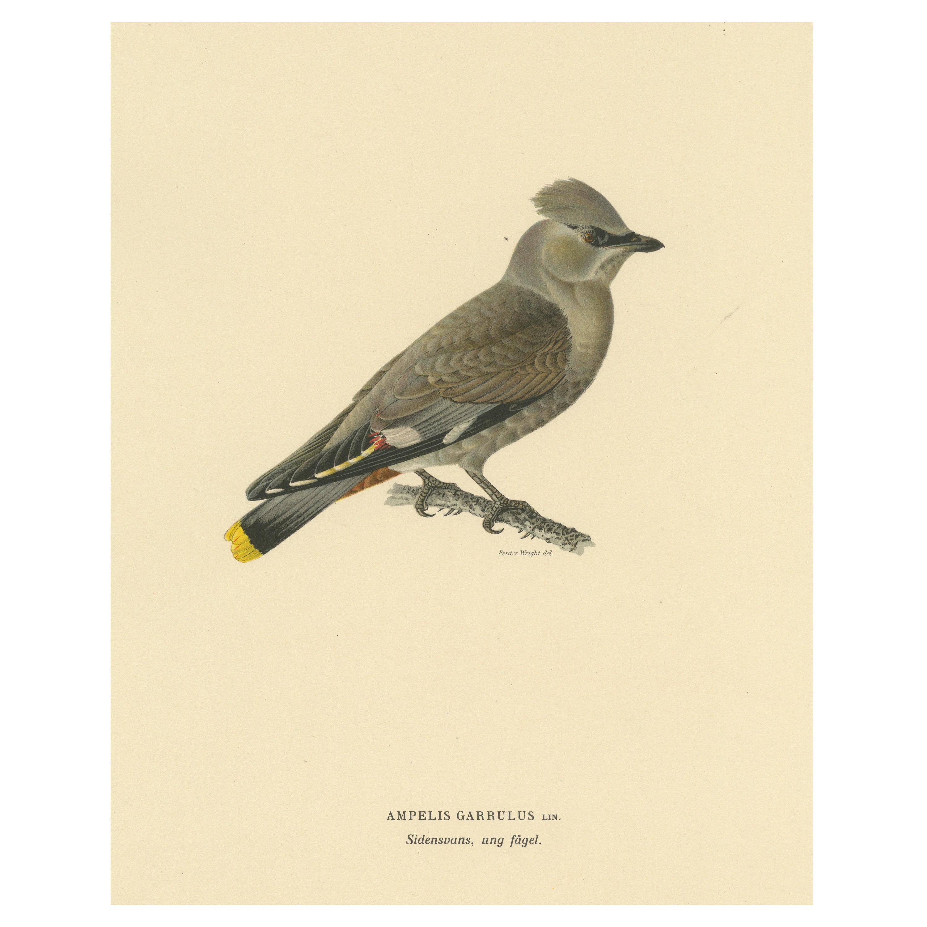 Graceful Nomad: A Portrait of the Juvenile Bohemian Waxwing by Magnus von Wright For Sale