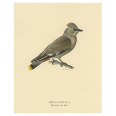 Vintage Graceful Nomad: A Portrait of the Juvenile Bohemian Waxwing by Magnus von Wright