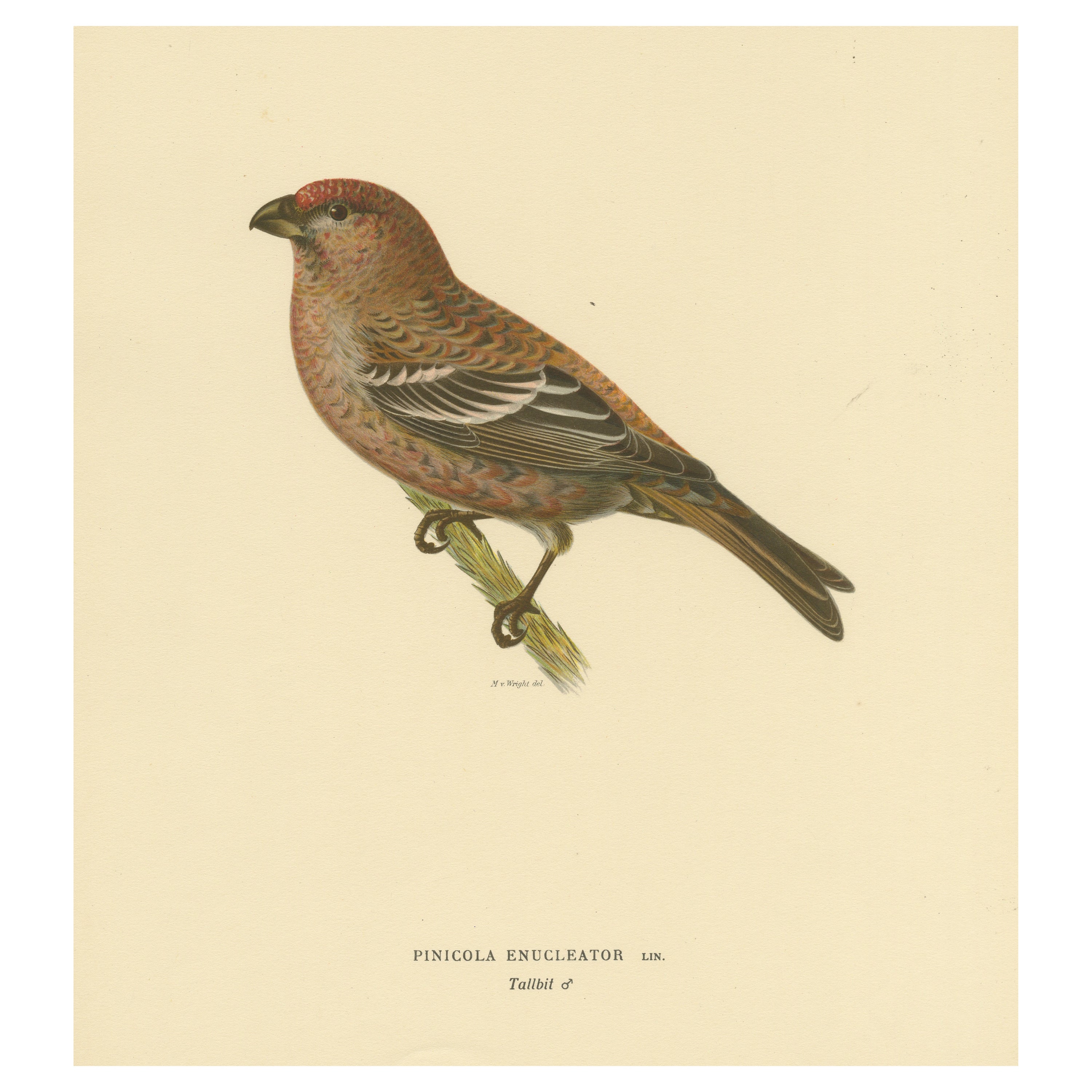 Perched Elegance: A 19th Century Lithograph of the Pine Grosbeak Bird, 1929
