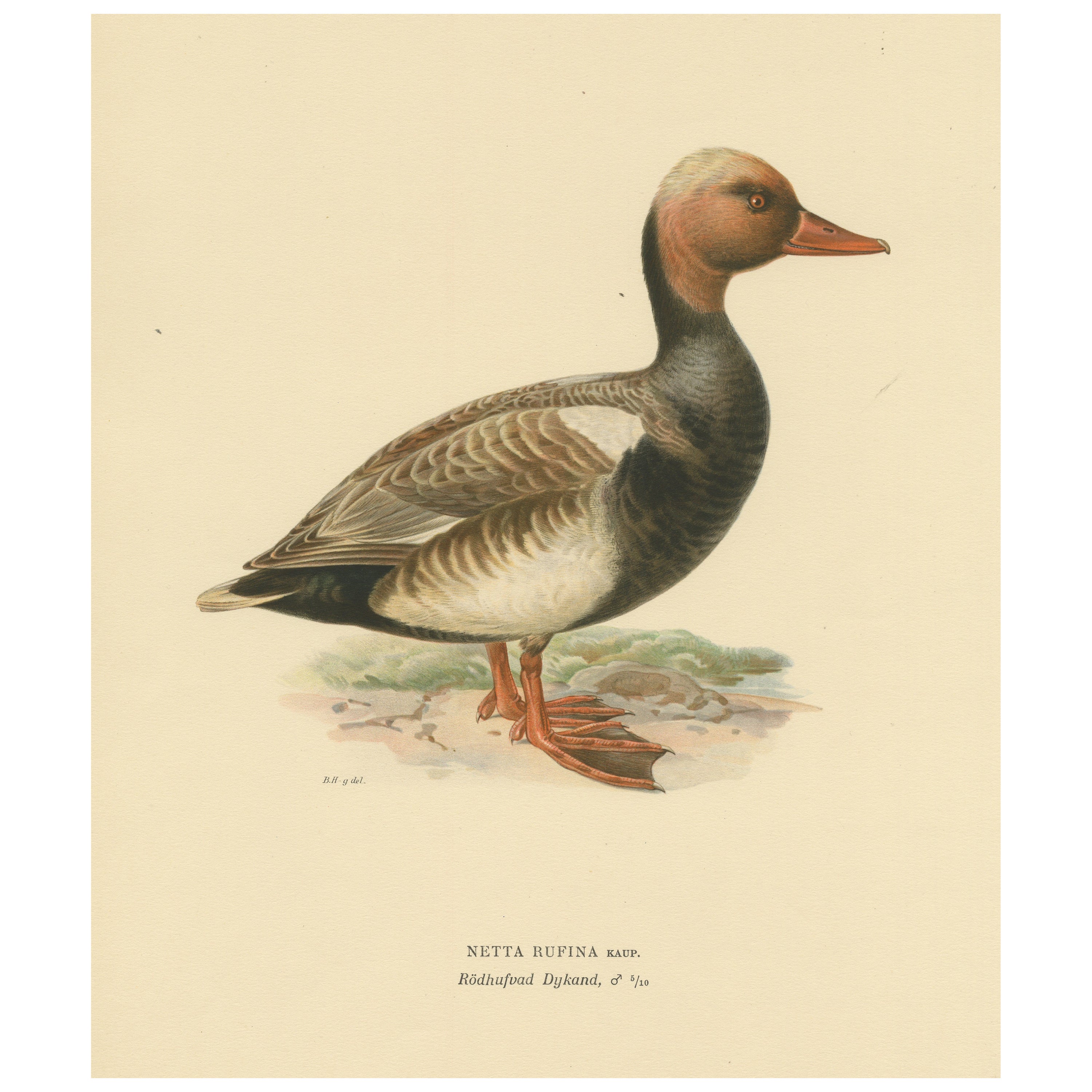 Crimson Crown: Old Bird Print of The Red-Crested Pochard by Magnus von Wright For Sale