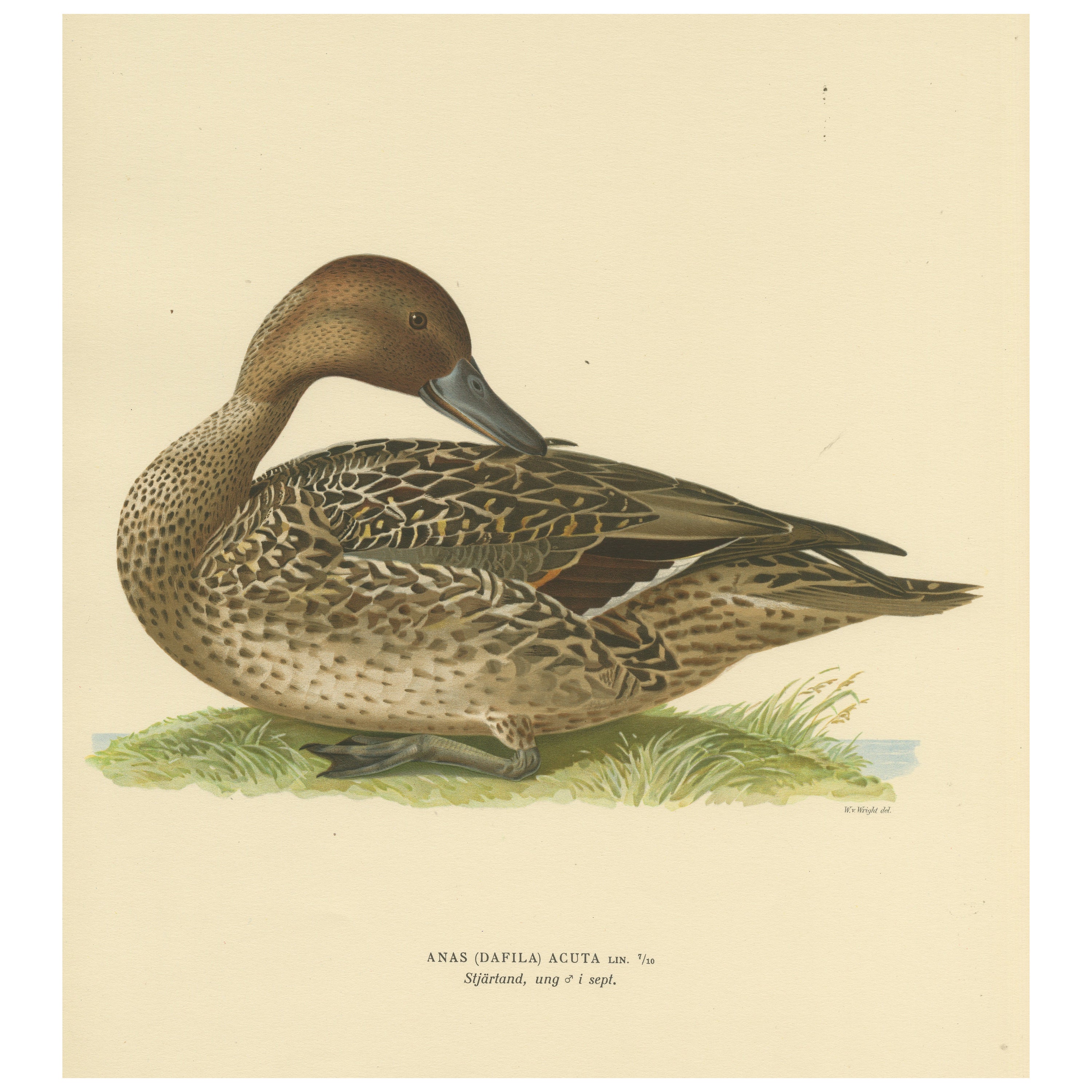 Elegance at the Water's Edge: Male Northern Pintail by Magnus von Wright, 1929 For Sale